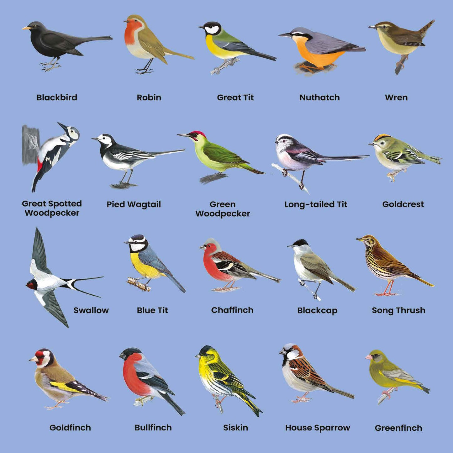 British Birds Greetings Card (150x150 Blank)