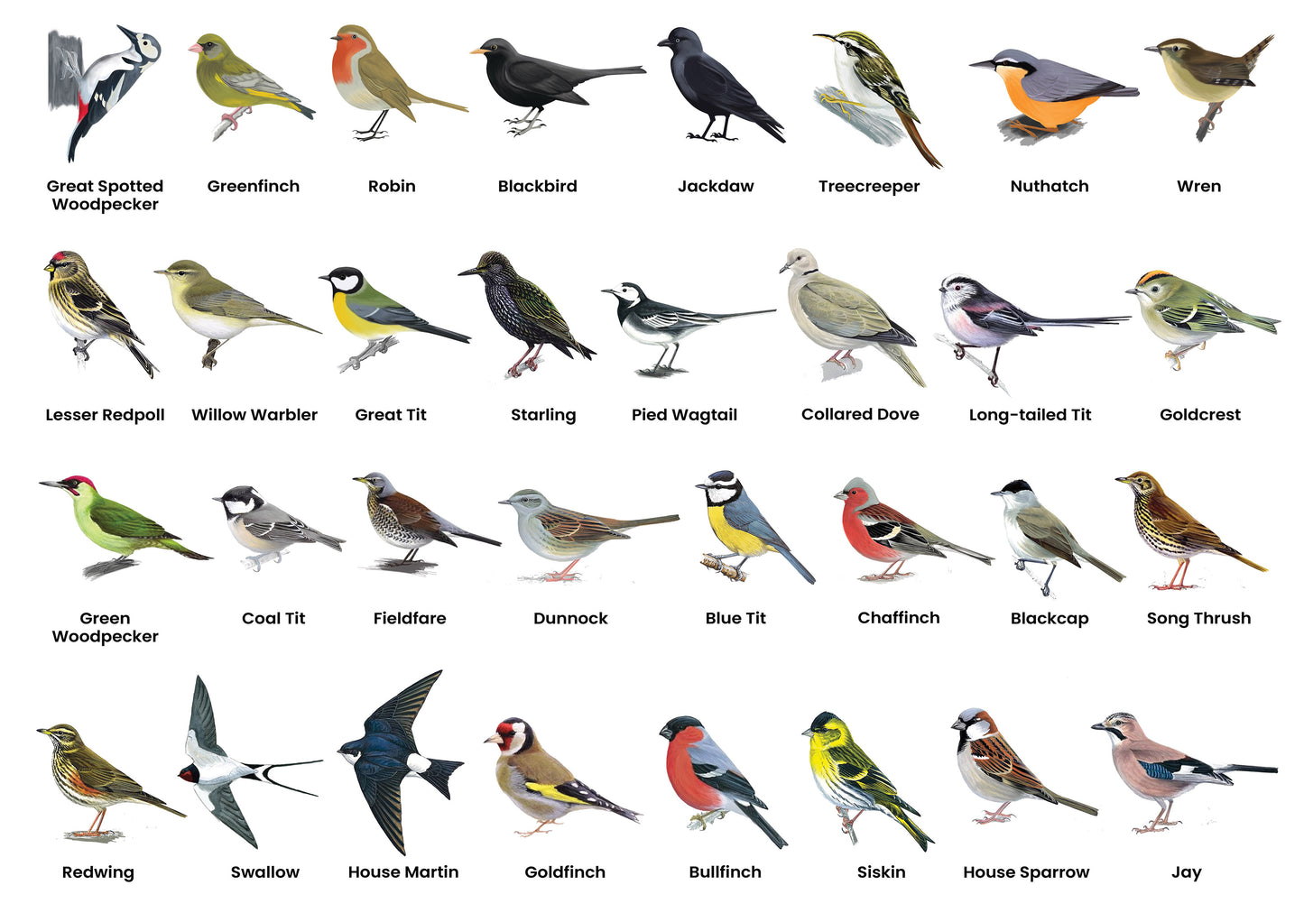 British Birds A3 Print