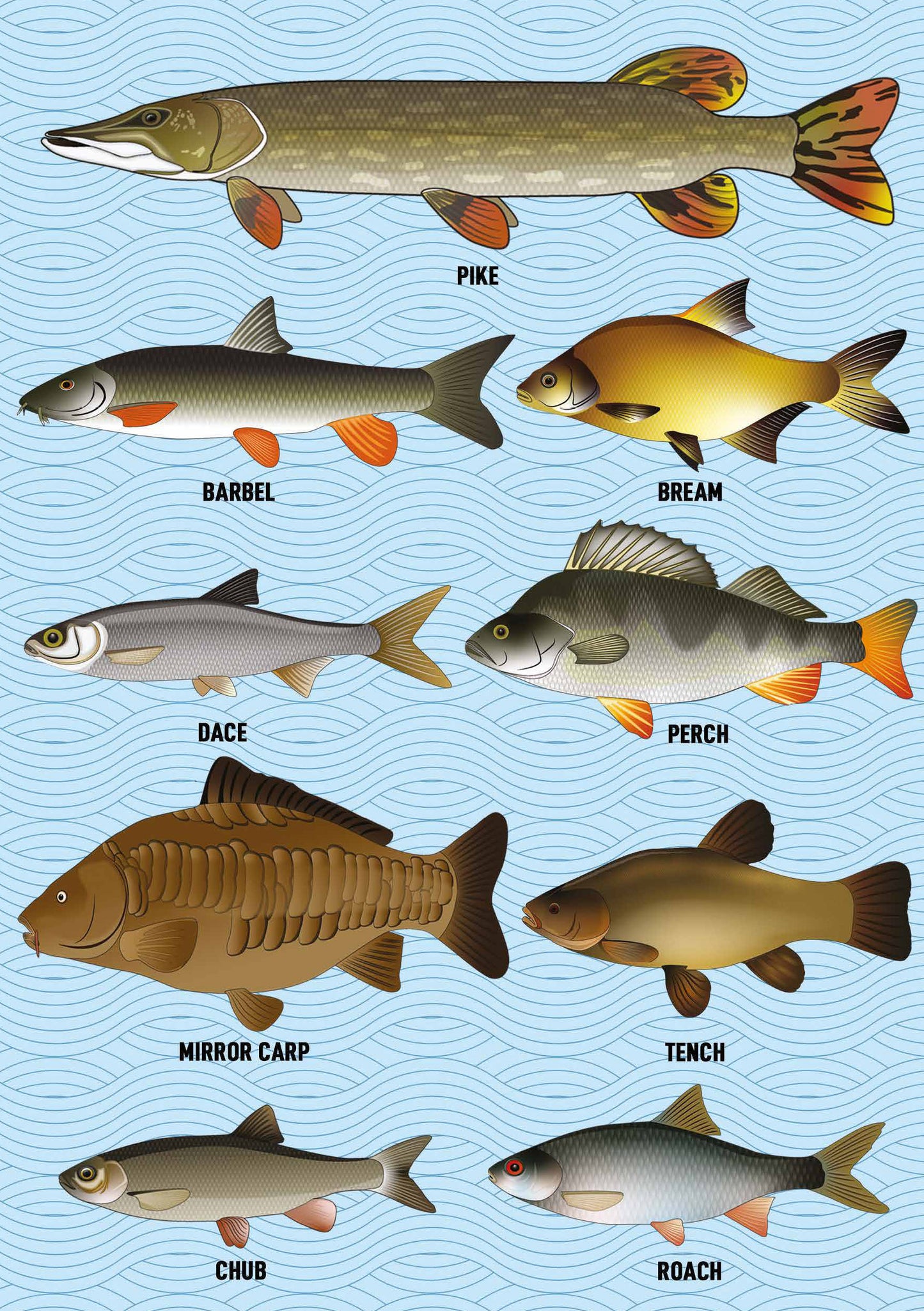 Coarse Fish A5 Softback Notebook