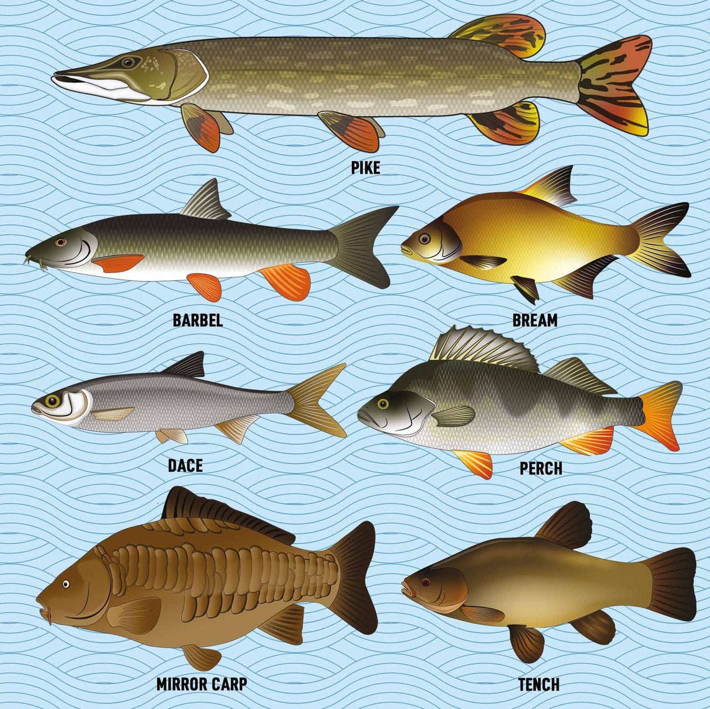 Coarse Fishing Greetings Card (150x150 blank)