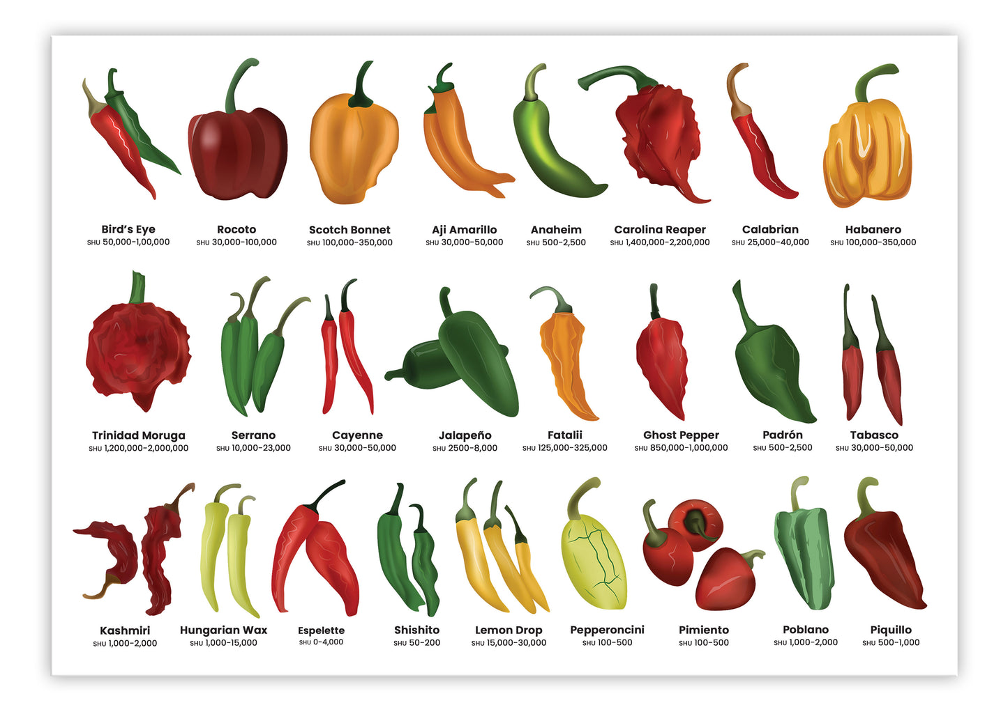 Chillies A3 Print